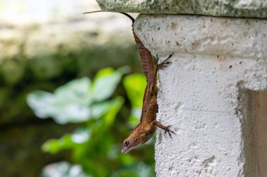 Kıyı boynuzlu kertenkele, Phrynosoma koronatum, tuğla duvara tırmanıyor..