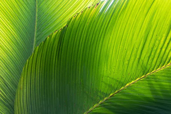 Fundo Textura Folhas Banana Bonita Decoração Verde Natural Botânica Florística — Fotografia de Stock