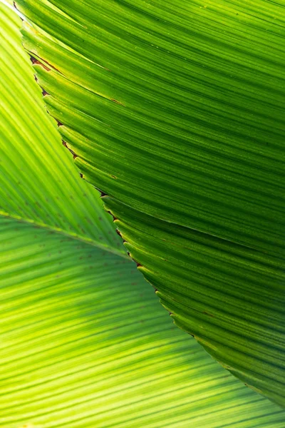 Bella Banana Foglie Texture Sfondo Arredamento Verde Naturale Floristica Botanica — Foto Stock