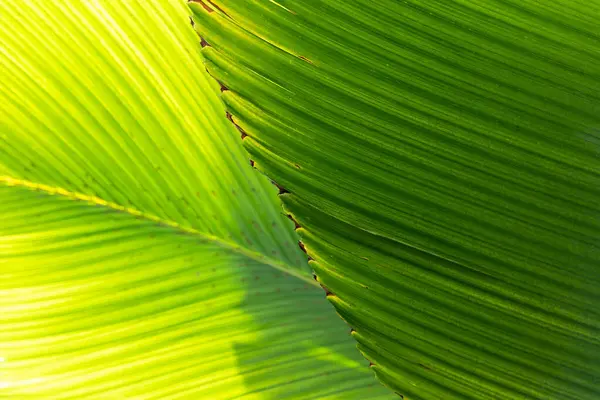 漂亮的香蕉叶纹理背景 天然绿色装饰 植物学和树叶 广告或促销文本的复制空间 — 图库照片