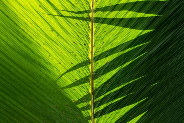 Gyönyörű Banán Levelek Napfény Árnyékok Természetes Zöld Dekoráció Florisztika Botanika — Stock Fotó