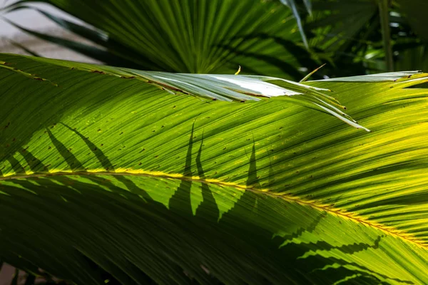 Gyönyörű Banán Levelek Napfény Árnyékok Természetes Zöld Dekoráció Florisztika Botanika — Stock Fotó