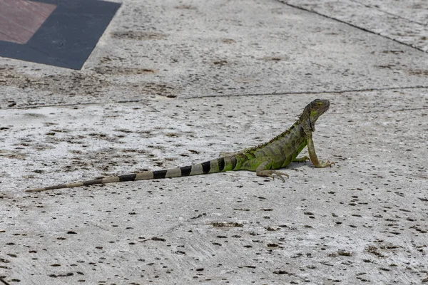 Iguane Exotique Vert Sur Route Asphaltée Reptile Sauvage Animal Tropical — Photo