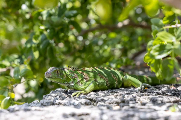Iguana Exótica Verde Entre Folhagem Verde Réptil Selvagem Animal Tropical — Fotografia de Stock