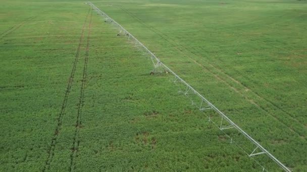 用枢纽式洒水灌溉的农作物绿色农田无人机的空中景观 图库视频