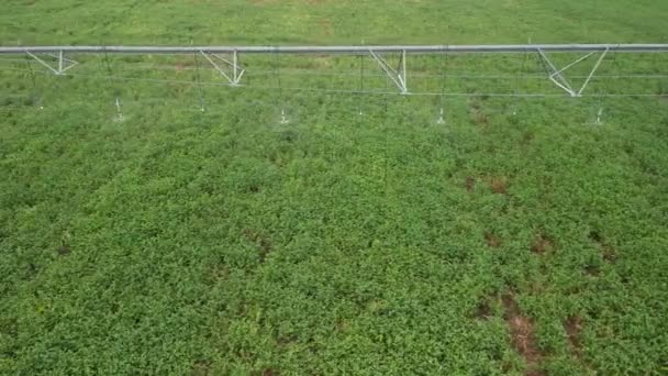 夏初玉米田中灌溉系统喷水的空中景观 视频剪辑