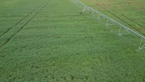 夏期初期のトウモロコシ畑の灌漑システムからの水噴霧の空中観察 ストック映像