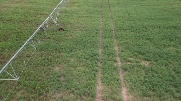 夏初玉米田中灌溉系统喷水的空中景观 — 图库视频影像