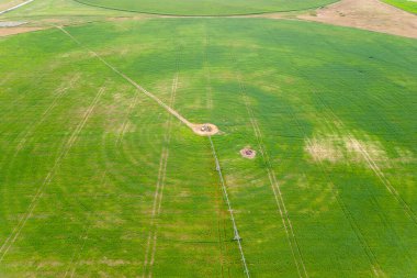 İHA 'nın yeşil tarım alanının üzerinde uçup sulama pivot fıskiyeleriyle ekinlerin büyümesi..