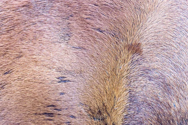 Brown fox bear fur natural animal wildlife, style for background, textures and wallpaper.