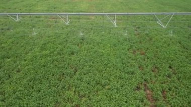 Yaz başında mısır tarlasında sulama sisteminden fışkıran suyun havadan görünüşü.