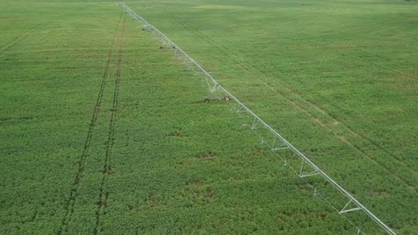 夏期初期のトウモロコシ畑の灌漑システムからの水噴霧の空中観察 ロイヤリティフリーストック映像
