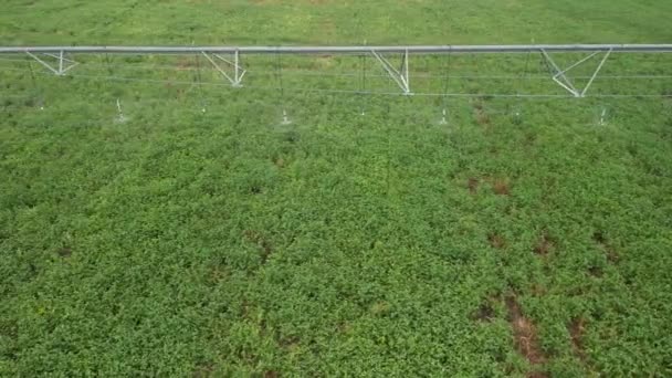 Luchtfoto Van Het Besproeien Van Water Door Irrigatiesysteem Maïsveld Vroege Stockvideo's