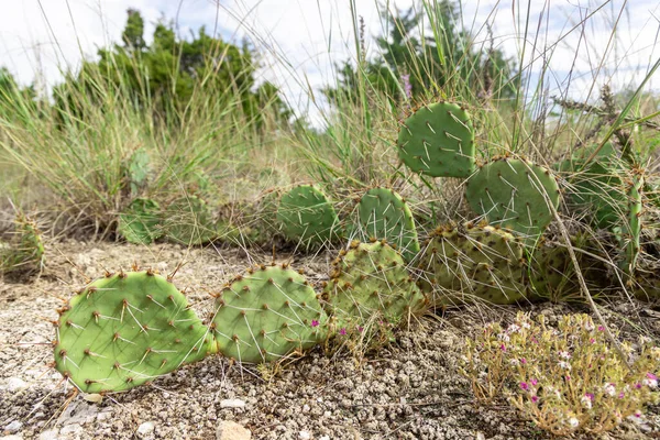 Big Beautiful Cactus Roman Nose State Park Exotic Plant Wild — Stock Photo, Image