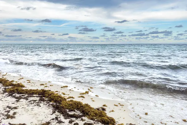 Miami Floride Août 2023 Algues Vertes Sur Sable Les Vagues — Photo