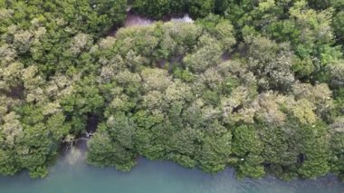 Bereketli mangrovlar ve mavi suyla tropikal kıyı şeridi manzarası manzaranın doğal güzelliği.