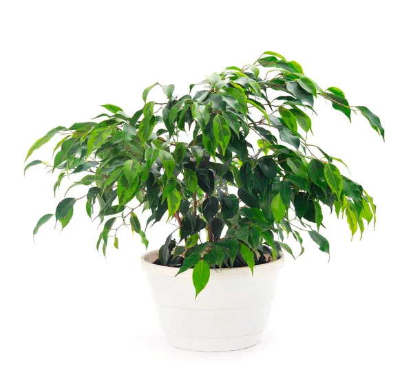 Ficus Een Pot Geïsoleerd Een Witte Achtergrond — Stockfoto