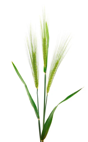 从白色背景分离出来的小麦绿色小穗 免版税图库照片