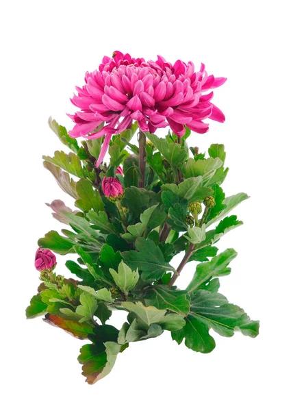Ősz Gyönyörű Színes Virágok Krizantém Elszigetelt Fehér Háttér — Stock Fotó