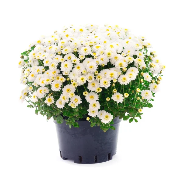 ดอกไม ขาวท สวยงามในฤด ใบไม วงของไครซานเทม มในหม อแยกก นบนพ นหล ขาว รูปภาพสต็อก