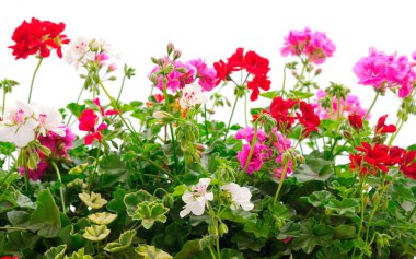 Beautiful geranium flowers isolated on a white background.