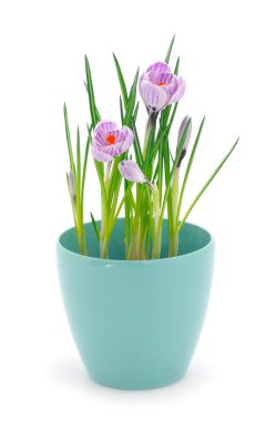 Crocuses in a flowerpot isolated on a white background.