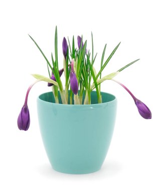 Crocuses in a flowerpot isolated on a white background.