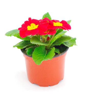 Primrose flowers in a pot isolated on a white background.