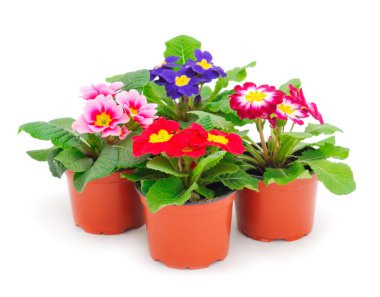 Primrose flowers in a pot isolated on a white background.