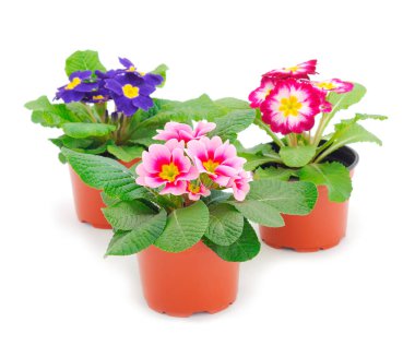 Primrose flowers in a pot isolated on a white background.