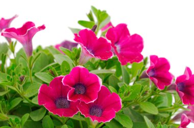 Beautiful flower pink petunia isolated on a white background. 