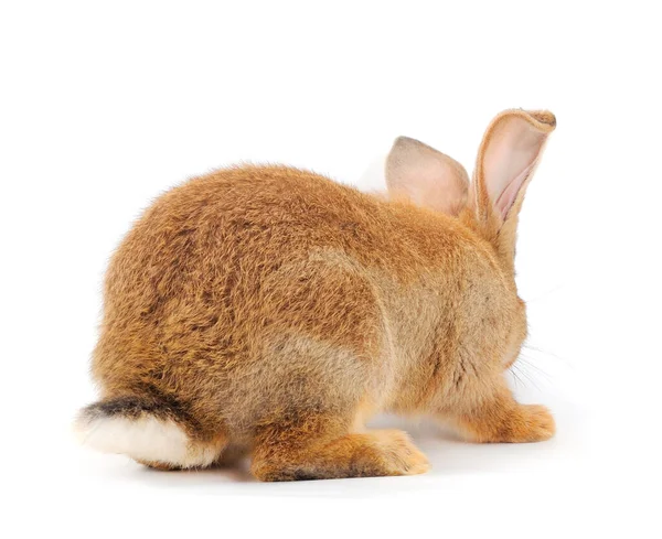 Beyaz Arka Planda Izole Edilmiş Kahverengi Tavşan — Stok fotoğraf
