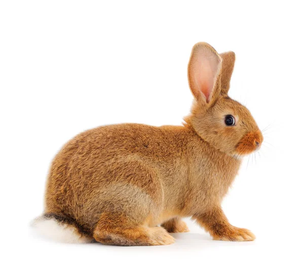 Conejo Marrón Aislado Sobre Fondo Blanco —  Fotos de Stock