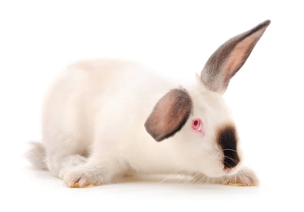 Белый Кролик Изолирован Белом Фоне — стоковое фото