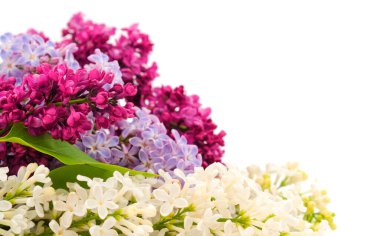 Renkli leylak dalları. Arkaplan.