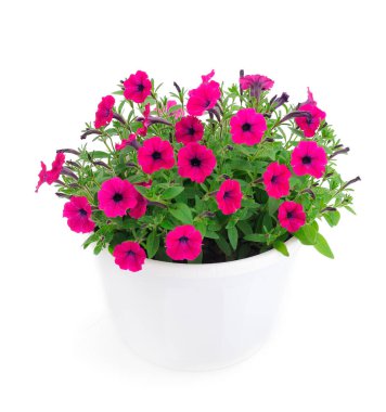 Kalibrakhoa beyaz arka planda bir tencerede.