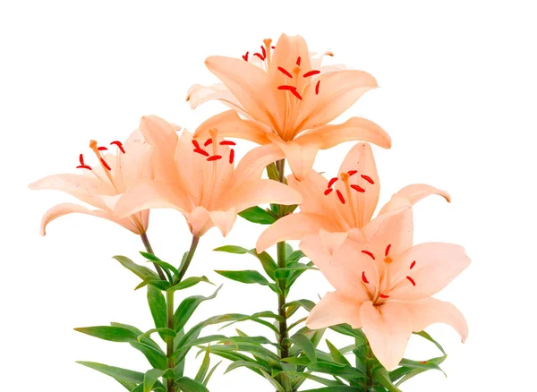 Bouquet of orange lilies isolated on white backgraund.