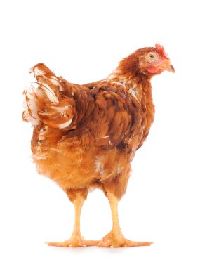 Genç kahverengi tavuk beyaz arka planda izole edildi.