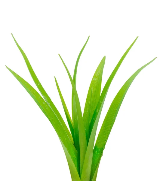 Beyaz Arka Planda Izole Edilmiş Taze Yeşil Çimenler — Stok fotoğraf