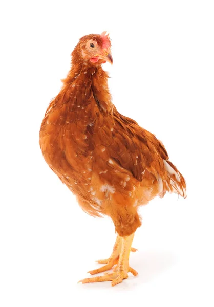 Ayam Muda Coklat Terisolasi Pada Latar Belakang Putih — Stok Foto