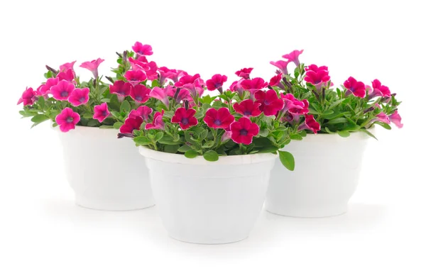 Beautiful Flower Petunia Pot Isolated White Background — Stockfoto