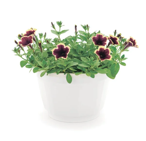 Beautiful Flower Petunia Pot Isolated White Background — Foto de Stock
