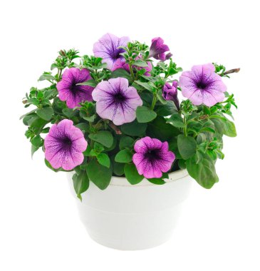  Saintpaulia beyaz arka planda bir tencerede.