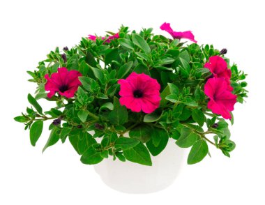 Çiçek buketi petunya bir tencerede, beyaz bir arka planda izole edilmiş..