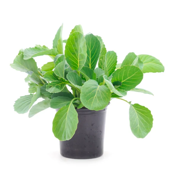Cabbage Seedlings Pot Isolated White Background — Stock Photo, Image