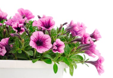 Beyaz arka planda izole edilmiş bir buket güzel Calibrachoa çiçeği..