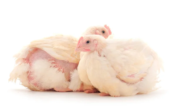孤立的白色背景下的两只鸡或小肉鸡 免版税图库照片