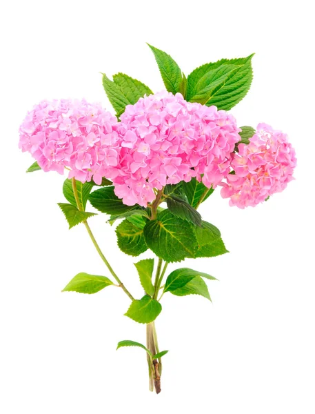 Gyönyörű Csokor Rózsaszín Hortenzia Elszigetelt Fehér Alapon — Stock Fotó