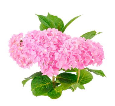 Güzel bir buket pembe ortanca beyaz arka planda izole edilmiş..