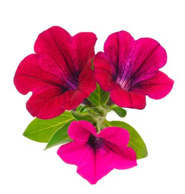 Beautiful flower pink petunia isolated on a white background. 